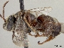 Ancyloscelis globulifer image