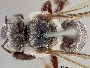 Image of Ptilothrix heterochroa