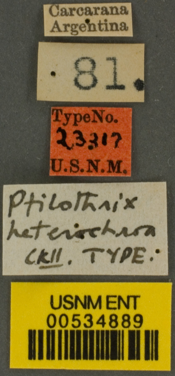 Ptilothrix image