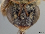 Exomalopsis mellipes image