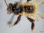 Image of Exomalopsis callura