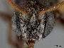Exomalopsis callura image