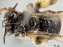 Exomalopsis analis image