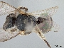 Lasioglossum davaonis image