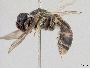 Lasioglossum davaonis image