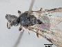 Lasioglossum itaminus image