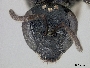 Lasioglossum itaminus image