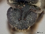 Lasioglossum latitarse image