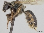 Lasioglossum latitarse image