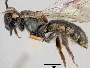 Lasioglossum pervarians image
