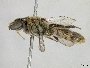 Lasioglossum imuganense image