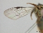 Lasioglossum imuganense image