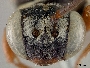 Triepeolus callopus image