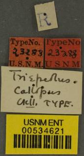 Triepeolus callopus image