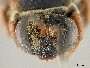 Triepeolus intrepidus image