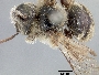 Anthophorula nitens image