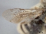 Anthophorula nitens image