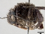 Bombus pauloensis image
