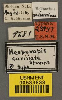 Hesperapis carinata image