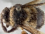 Bombus melaleucus image