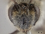 Andrena portosanctana image
