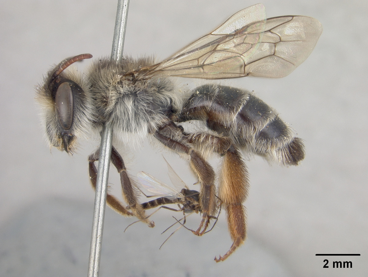 Andrena portosanctana image