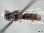 Pseudopanurgus leucopterus image