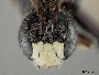 Pseudopanurgus leucopterus image