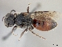 Image of Sphecodes grahami