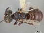 Image of Macrotera arcuata