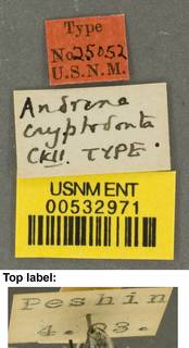Andrena cryptodonta image