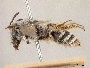 Andrena cryptodonta image