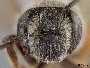 Andrena heteropoda image