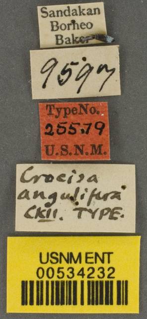 Thyreus lilacinus angulifer image
