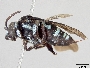 Thyreus lilacinus angulifer image