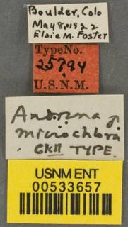 Andrena microchlora image