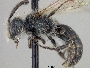 Andrena microchlora image