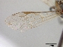 Lasioglossum sibiriacum image