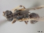 Lasioglossum hoffmanni image