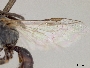 Lasioglossum hoffmanni image