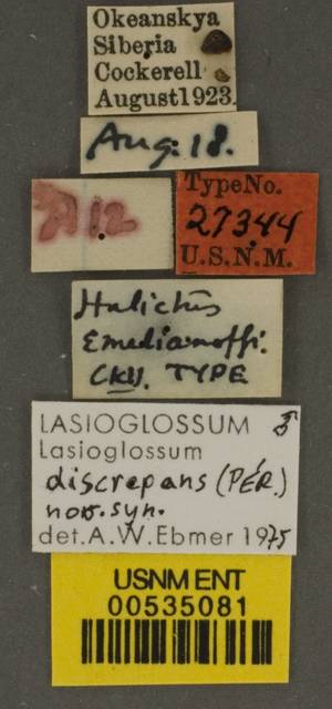Lasioglossum proximatum image