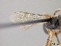 Lasioglossum transpositum image