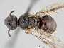 Lasioglossum vulsum image