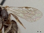 Lasioglossum vulsum image
