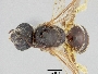 Lasioglossum sulcatulum image