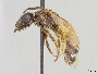 Lasioglossum sulcatulum image