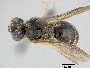 Lasioglossum trichorhinum image