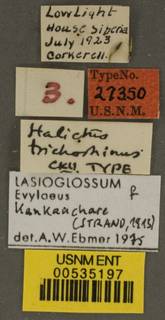 Lasioglossum trichorhinum image