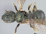 Lasioglossum ellipticeps image