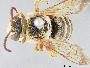 Image of Nomia curvipes